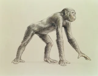 Dryopithecus Africanus